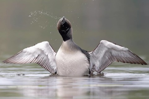 Black-throated Loon (Gavia arctica), Dalarna, Sweden