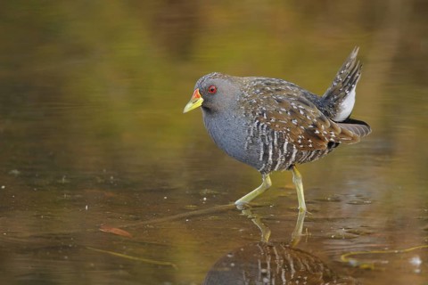 Australian Crake (Porzana fluminea), Western Australia, Australia