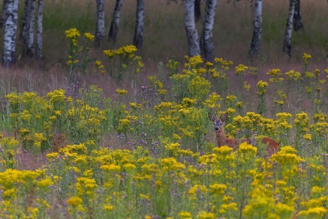 In addition to this roebuck (Capreolus capreolus), two doe and at least two fawns share this meadow