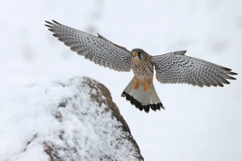 Kestrel (Falco tinnunculus) in the snow, Bitburg, Rhineland-Palatinate, Germany