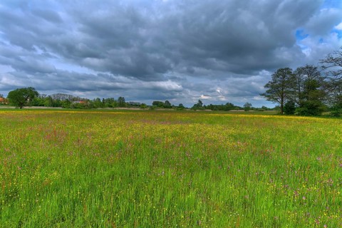 Meadow landscape with various wild flowers, Schrobenhausen, Upper Bavaria Germany