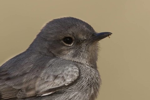 Blackstart (Oenanthe melanura), Oman