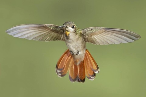 Ruby-topaz Hummingbird (Chrysolampis mosquitus), Trinidad and Tobago
