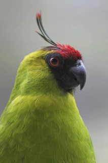 Ouvea Parakeet (Eunymphicus uvaeensis), Australia