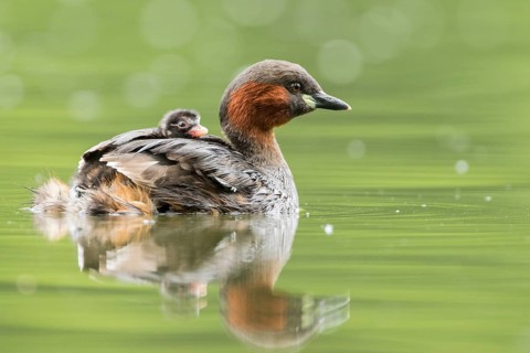 Little Grebe (Tachybaptus ruficollis) with chicks, Hesse, Germany