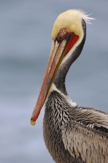 Brown Pelican (Pelecanus occidentalis), California, USA