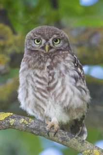 Little owl, (Athene noctua), animals, birds, owls, family of owls, Plateau Oberflörsheim, district