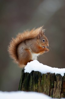 Red squirrel (Sciurus vulgaris) adult animal feeding on a nut on a tree stump covered in snow in