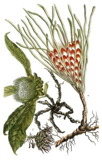 Botany, plants, illustration of the plant scolymocephalus, known today as Protea scolymocephala or