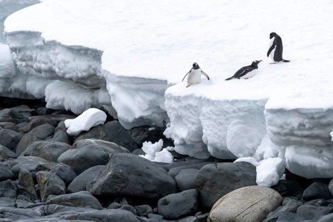 Gentoo penguins (Pygoscelis papua) standing on a snowy ledge above a rocky coast, Trinity Island,