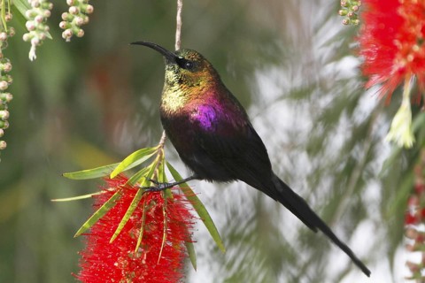 Tacazze Sunbird, Nectarinia tacazze