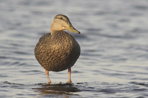 American Black Duck (Anas rubripes), Newfoundland, Canada