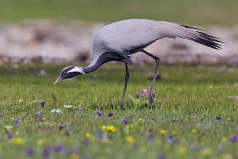 Whooping crane (Grus virgo) adult bird running across a colourful and flowering meadow in search of