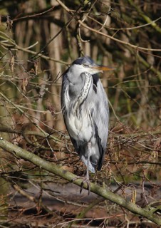 Grey heron (Ardea cinerea) standing on one leg on a branch, North Rhine-Westphalia, Germany
