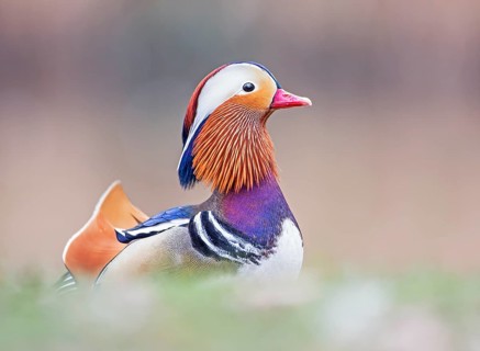 Mandarin Duck (Aix galericulata) male, Saxony-Anhalt, Germany