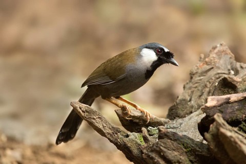 Black-throated Laughingthrush (Garrulax chinensis), Yunnan, China