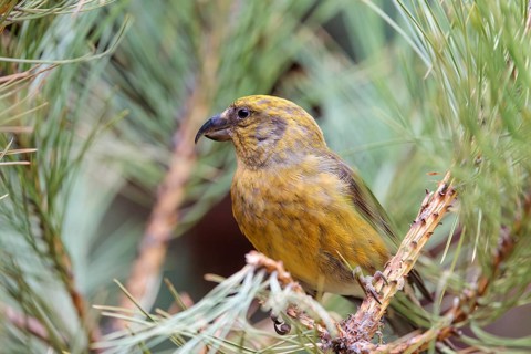A male red crossbill or common crossbill (Loxia curvirostra) sits in a tree. Bavaria, Germany