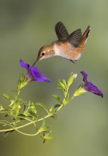 Rufous Hummingbird Female (Selasphorus rufus) - (Selasphorus rufus) - Victoria BC, Canada