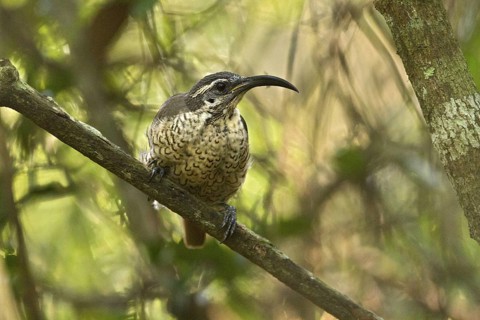 Paradise Riflebird (Ptiloris paradiseus) female, Queensland, Australia