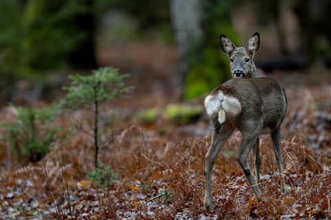 The female roe deer (Capreolus capreolus), called doe, keeps looking in my direction, winter coat,