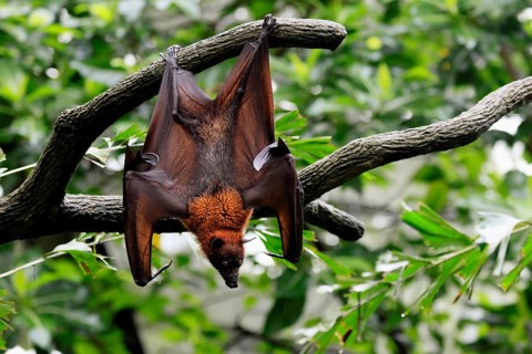 Kalong flying fox (Pteropus vampyrus), adult, in sleeping tree, during the day, alert, Singapore,
