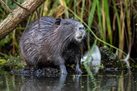 Nutria (Myocastor coypus) in a body of water, Osnabrück, Lower Saxony, Germany