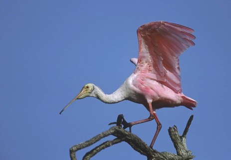 Roseate Spoonbill (Platalea ajaja), Florida, USA