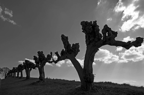 Silhouettes of trimmed Tilia × europaea linden trees (Tilia × europaea) in Festonallee backlit,