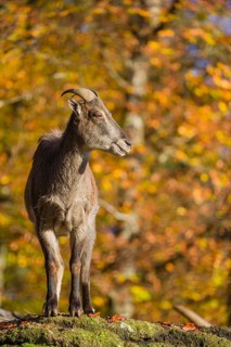A female Himalayan tahr (Hemitragus jemlahicus) stands on a rock. In the background is a dense