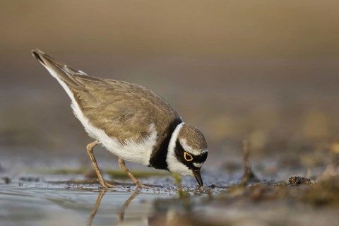 Little Ringed Plover (Charadrius dubius) female foraging, North Rhine-Westphalia, Germany