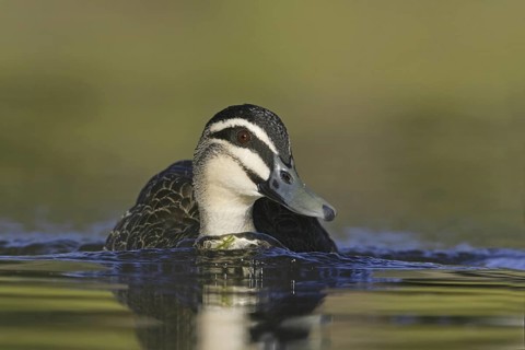 Pacific Black Duck (Anas superciliosa), Victoria, Australia
