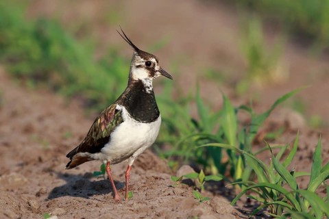 Northern Lapwing (Vanellus vanellus) female on a field, North Rhine-Westphalia, Germany