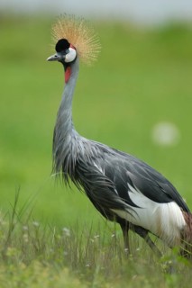 Grey Crowned Crane (Balearica regulorum), Uganda