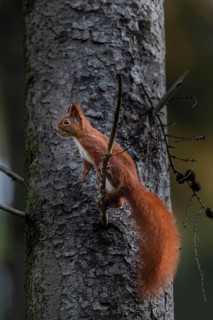 In late autumn the squirrel (Sciurus vulgaris) is busy collecting winter supplies, sweet, cute,