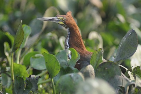 Rufescent Tiger Heron (Tigrisoma lineatum) foraging, Pantanal, Brazil