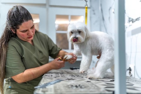 Professional groomer trims white maltese paw fur on a patterned grooming table in a bright pet