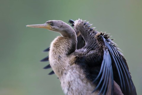 Australasian Darter (Anhinga novaehollandiae) Weibchen, Victoria, Australia