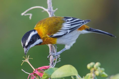 Western Spindalis (Spindalis zena) perched on a branch in Cuba