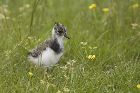 Northern Lapwing (Vanellus vanellus) juvenile, Texel, Netherlands