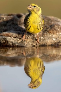 European Serin (Serinus serinus) male, Castile and Leon, Spain