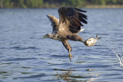 White-tailed Eagle (Haliaeetus albicilla) flying, Mecklenburg-Western Pomerania, Germany