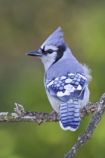 Blue Jay (Cyanocitta cristata), Ontario, Canada