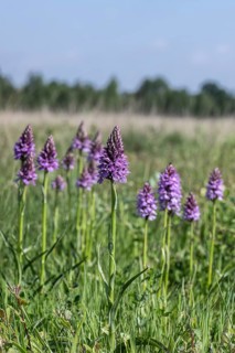 Southern marsh orchid (Dactylorhiza praetermissa), Emsland, Lower Saxony, Germany
