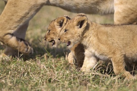 African Lion (Panthera leo) two cubs walking beside mother, Masai Mara, Kenya