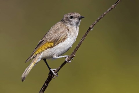 Rufous-throated Honeyeater (Conopophila rufogularis) juvenile, Western Australia, Australia
