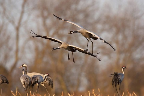 Common Crane (Grus grus) flying, Mecklenburg-Western Pomerania, Germany
