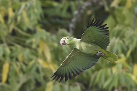 Southern Mealy Amazon (Amazona farinosa) flying, Ecuador