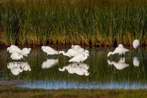 Little Egret (Egretta garzetta), Greece