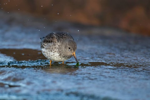 Purple sandpiper (Calidris maritima) adult wading bird in winter plumage on seaside harbour wall,