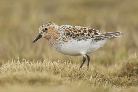 Red-necked Stint (Calidris ruficollis), Alaska, USA
